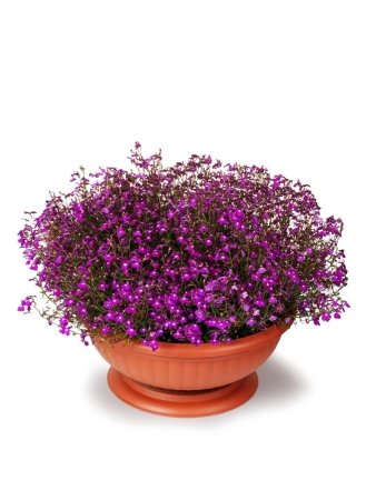 Лобелия ампельная РЕГАТТА РОУЗ 10шт в амп