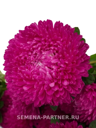 Астра китайская ДАМСКИЙ РОМАН 5шт в амп (ожидается поступление в декабре)