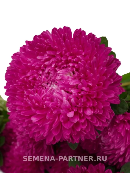 Астра китайская ДАМСКИЙ РОМАН 5шт в амп