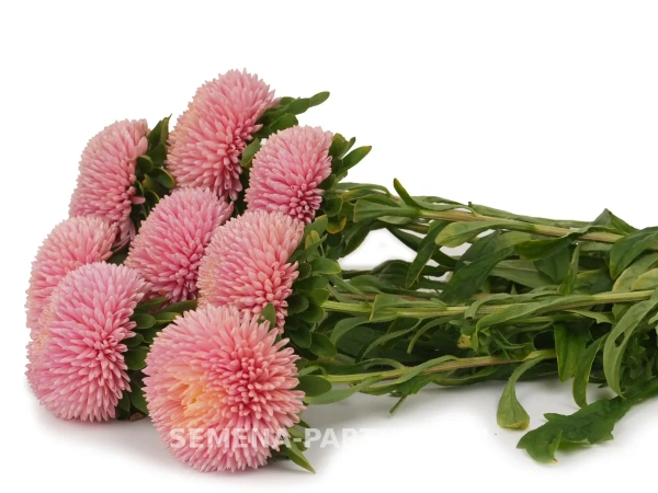 Астра китайская ПРИЗНАНИЕ В ЛЮБВИ 5шт в амп