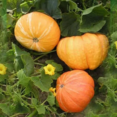 Тыква Золотая корона Германия Pro 1г