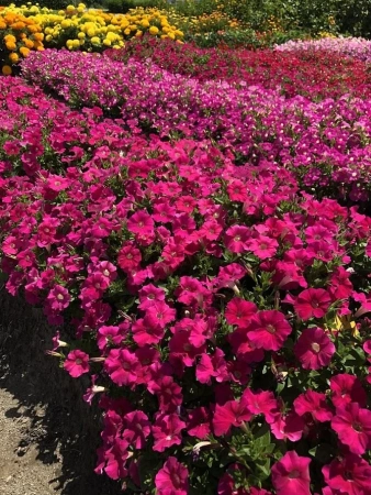 Петуния серия «Ма Шери» ФИОНА F1 5шт в амп