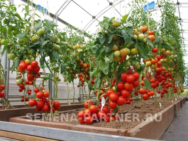 Томат КУРТИЗАНКА F1 2-ной пак. 0,05г Томат КУРТИЗАНКА F1 2-ной пак. 0,05г