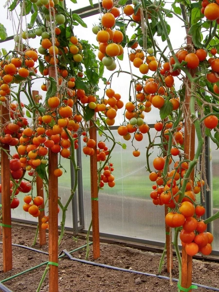 Томат ЯНТАРНАЯ КАПЛЯ F1 2-ной пак. 10шт