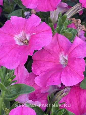 Петуния серия «Итальянка» АНИТА F1 5шт в амп