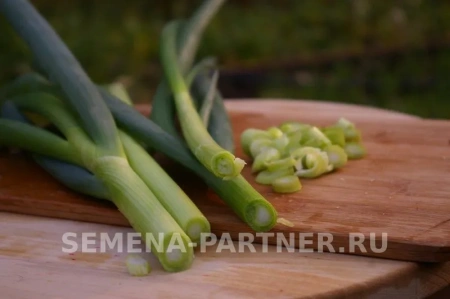 Лук батун ПЕРФОРМЕР 1г