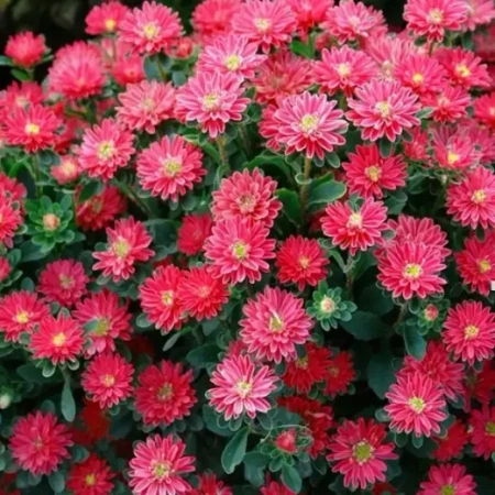 Астра китайская Трубадур Ред Шейдс Германия Pro 5шт