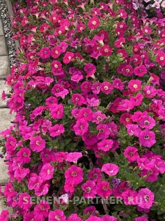 Петуния серия «МиМи» ЖАКЛИН F1 5шт в амп