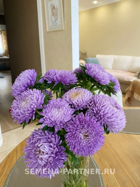 Астра китайская ЛЕБЕДИНАЯ ВЕРНОСТЬ 5шт в амп