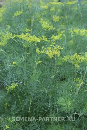Укроп ХАНАК 2г