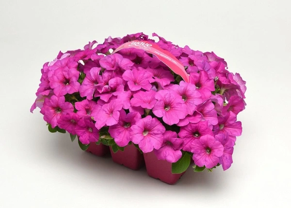 Петуния ИЗИ ВЭЙВ НЕОН РОУЗ F1 5шт в амп