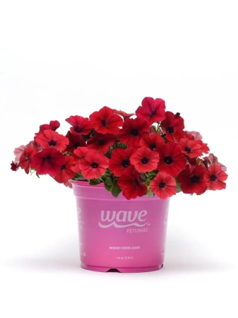 Петуния ТАЙДЕЛ ВЭЙВ РЕД ВЕЛЮР F1 5шт в амп