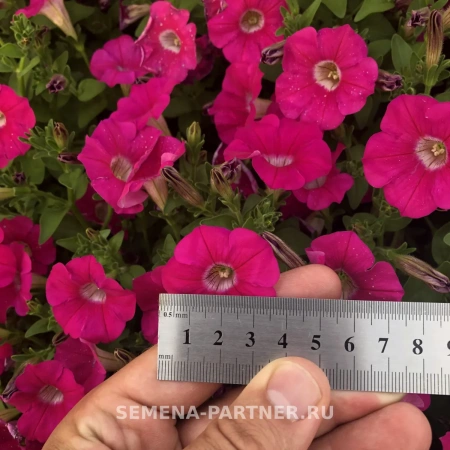 Петуния серия «МиМи» ЖАКЛИН F1 5шт в амп