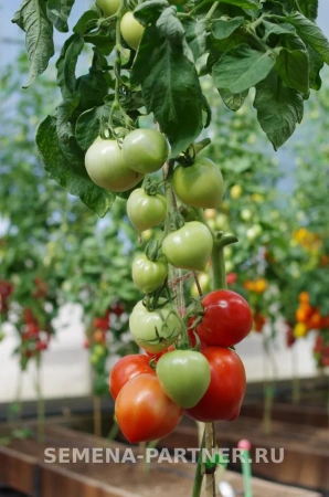 Томат ТОРЕАДОР F1 2-ной пак. 10шт Томат ТОРЕАДОР F1 2-ной пак. 10шт