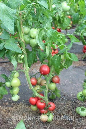 Томат ПАПИНА ДОЧКА F1 2-ной пак. 0,05г