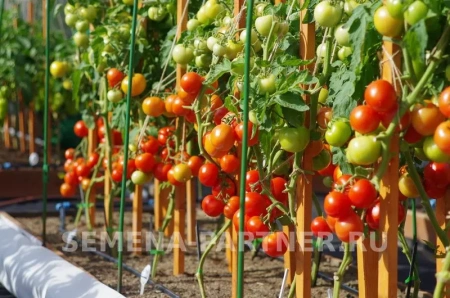 Томат СОФА F1 2-ной пак. 0,05г