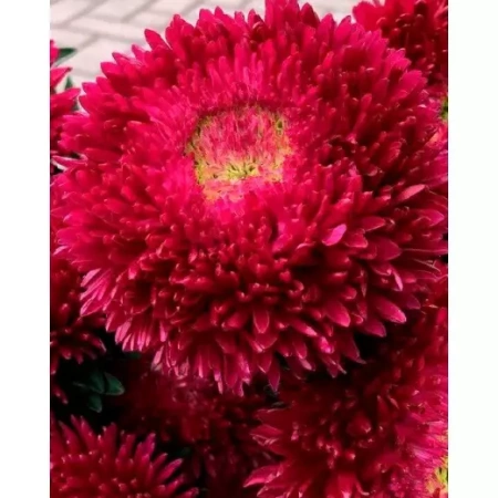 Астра китайская Хризантелла Тропикана Германия Pro 5шт