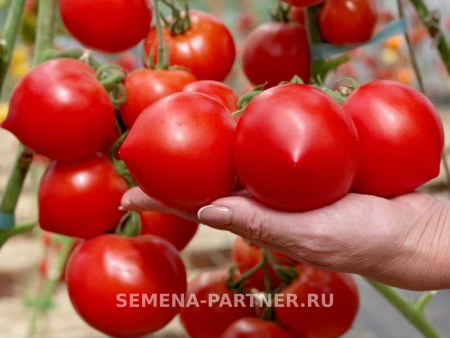 Томат ПРОЛЕТАРОЧКА F1 2-ной пак. 10шт