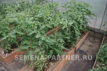 Томат РОЗОВЫЙ ШАР 2-ной пак. 10шт Томат РОЗОВЫЙ ШАР 2-ной пак. 10шт