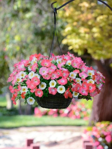 Петуния ИЗИ ВЭЙВ РОЗИ ДОУН F1 5шт в амп