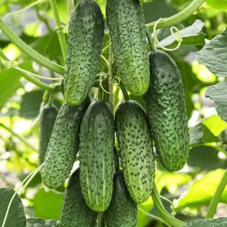 Огурец Амур F1 Нидерланды Pro 5шт