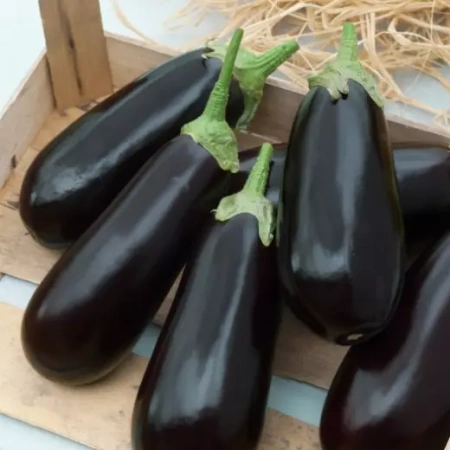 Баклажан Рома F1 Франция Pro 5шт