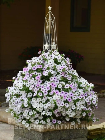 Петуния ТАЙДЕЛ ВЭЙВ СИЛЬВЕР F1 5шт в амп (ожидается поступление в декабре)