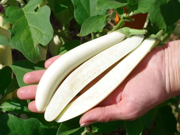 Баклажан МОТЯ F1 10шт