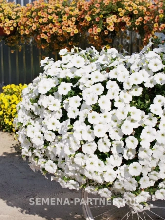 Петуния «Зацветёт LONG» АЙС КВИН F1 5шт в амп (ожидается поступление в декабре)