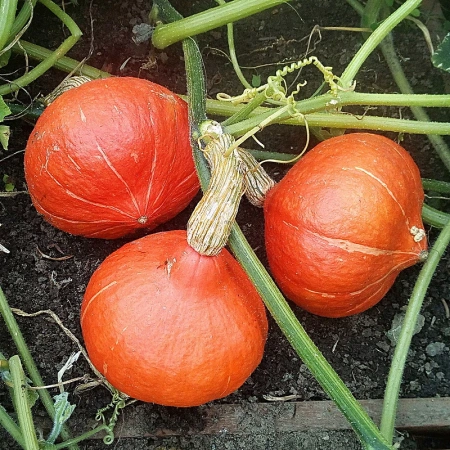 Тыква ОРАНЖ САММЕР F1 3шт