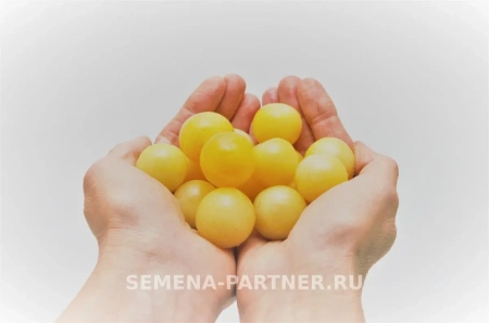 Томат черри ДОКТОР КЭРОЛИН 2-ной пак. 10шт