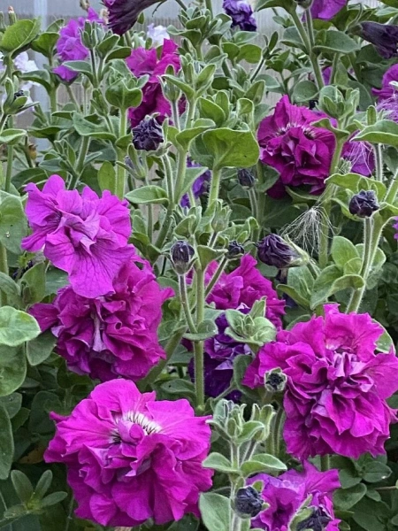 Петуния махровая срезочная АЛЛЕГРА F1 5шт в амп