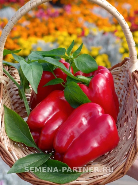 Перец сладкий ГУБЕРНАТОР F1 2-ной пак. 10шт (ожидается поступление в декабре)