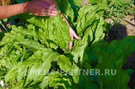 Щавель ШИРОКОЛИСТНЫЙ 1г Щавель ШИРОКОЛИСТНЫЙ 1г