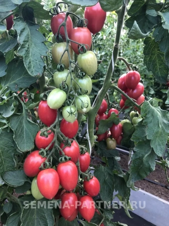 Томат МАЛИНОВОЕ ПЛАМЯ F1 2-ной пак. 10шт