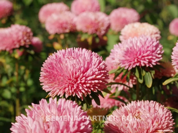 Астра китайская ПРИЗНАНИЕ В ЛЮБВИ 5шт в амп