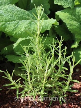 Розмарин НЕЖНОСТЬ 0,05г