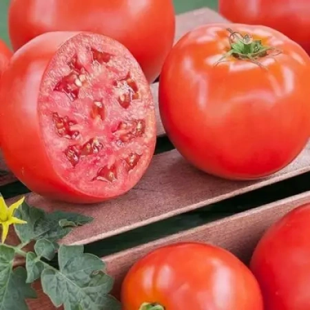 Томат Калабрезе Италия Pro 5шт