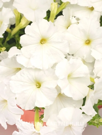 Петуния «Зацветёт SHORT» СНОУ БЛУМ F1 5шт в амп