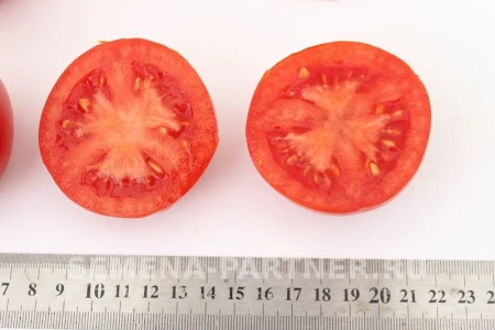 Томат СОФА F1 2-ной пак. 0,05г