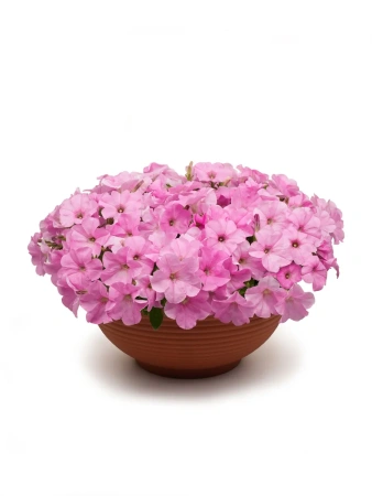 Петуния «Зацветёт SHORT» ПИНКИ МИЛКИ F1 5шт в амп