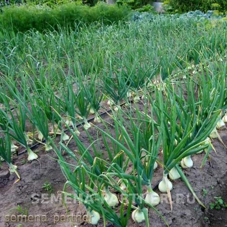 Лук репчатый ЭКСИБИШЕН 0,5г