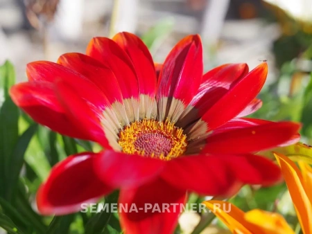 Гацания (Газания) МАЙАМИ БИЧ МИКС F1 5шт в амп