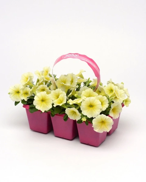 Петуния ИЗИ ВЭЙВ ЕЛЛОУ F1 5шт в амп