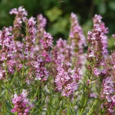 Иссоп Шира розовый Германия Pro 0,4г