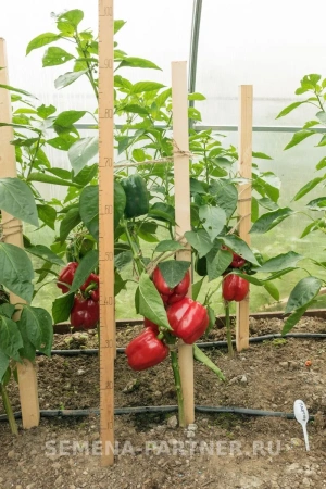 Перец сладкий ПАРТНЕР F1 2-ной пак. 5шт