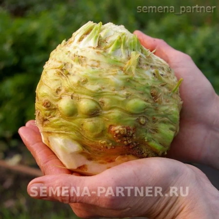 Сельдерей корневой АЛБИН 0,3г