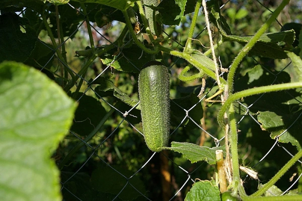 Огурец ХОББИТ F1 5шт