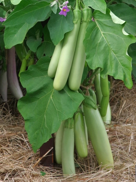 Баклажан ВЛАДИК F1 2-ной пак. 10шт