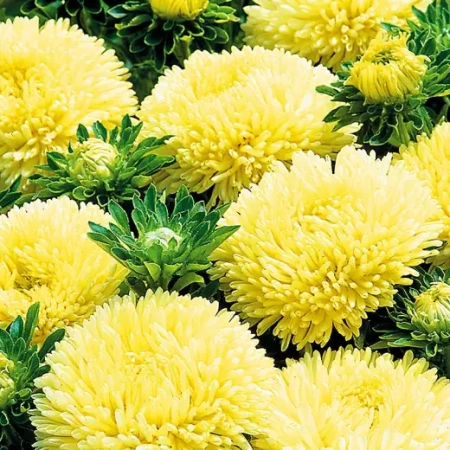 Астра китайская Хризантелла Лимончелло Германия Pro 5шт